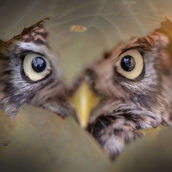 Meet your Posher, Fede - Picture 1 of 1